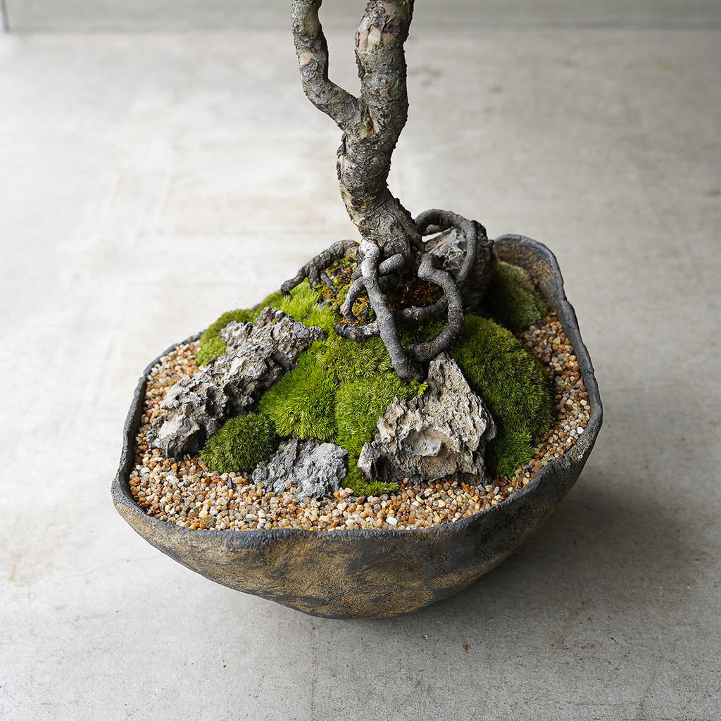 ○23-SJ1 鞍馬鉢 小 楡ケヤキ – 雨晴/AMAHARE