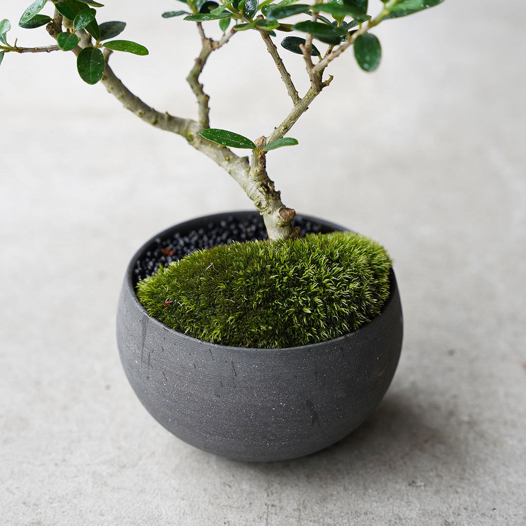 ●23-SJ14 黒豆L オリーブ