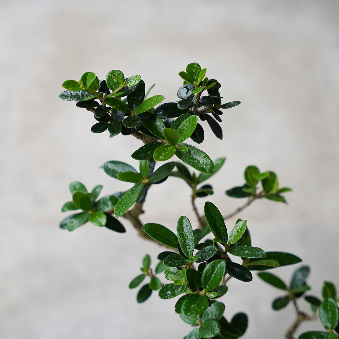 ●23-SJ14 黒豆L オリーブ