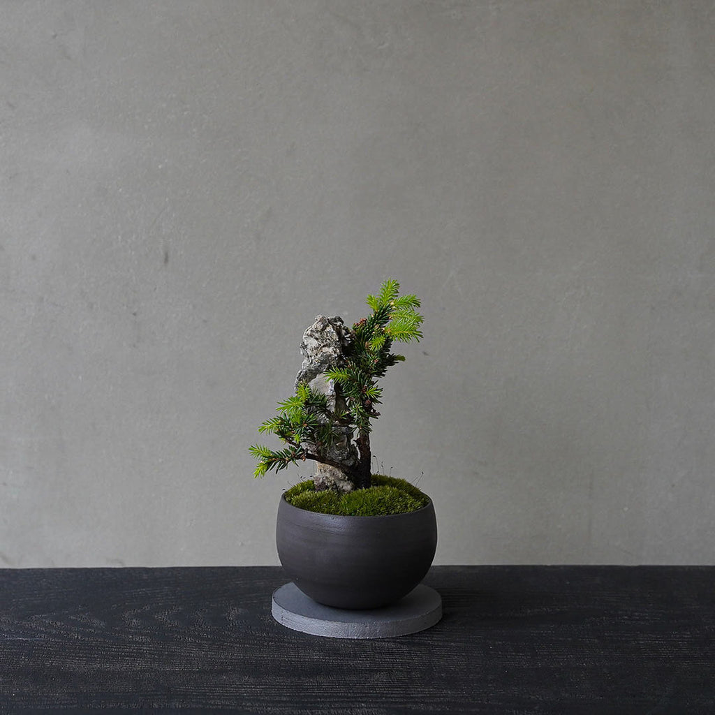 ○23-SJ15 黒豆L ヤツブサエゾマツ 石付き – 雨晴/AMAHARE