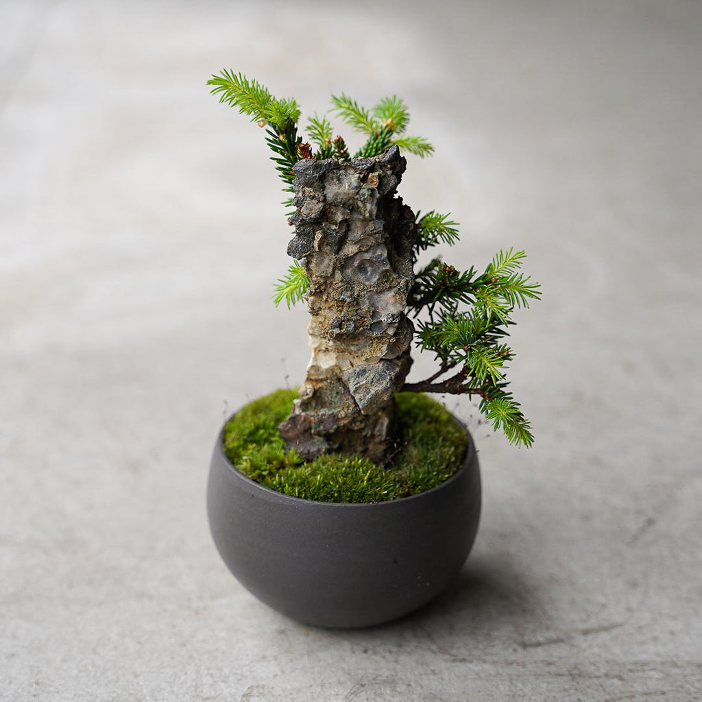 ○23-SJ15 黒豆L ヤツブサエゾマツ 石付き – 雨晴/AMAHARE