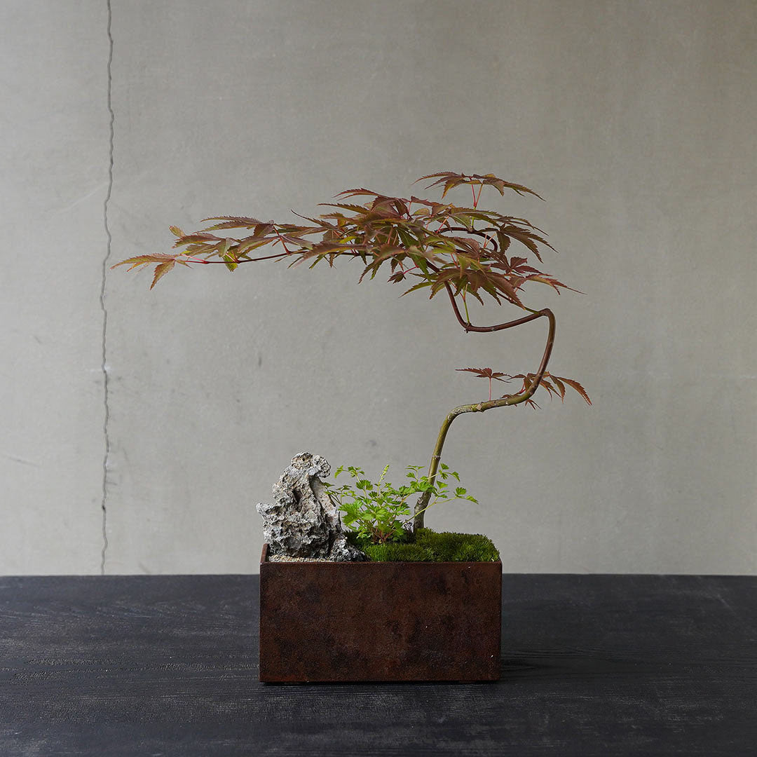 ●23-SJ16 アイアン鉢角 京の舞モミジ タンナチダケサシ 石付き