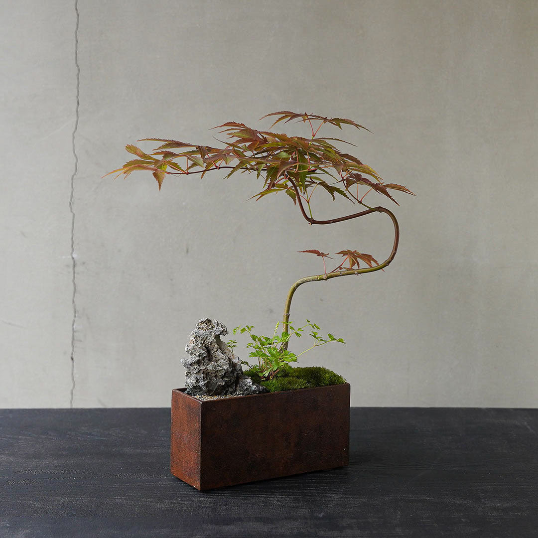 ●23-SJ16 アイアン鉢角 京の舞モミジ タンナチダケサシ 石付き