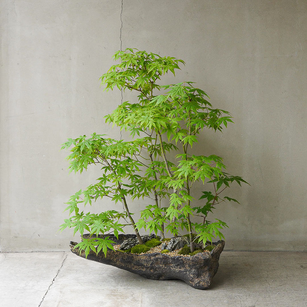 2-1_2_1024x.jpg?v=1751940125