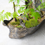 ●23-SJ2 鞍馬鉢 船型 イロハモミジ寄せ植え 石付き