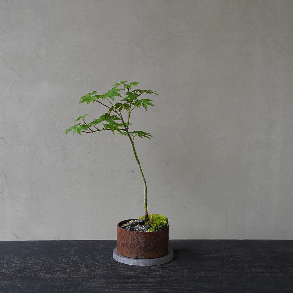 ○23-SJ22 アイアン鉢丸 ヒナウチワカエデ 石付き – 雨晴/AMAHARE