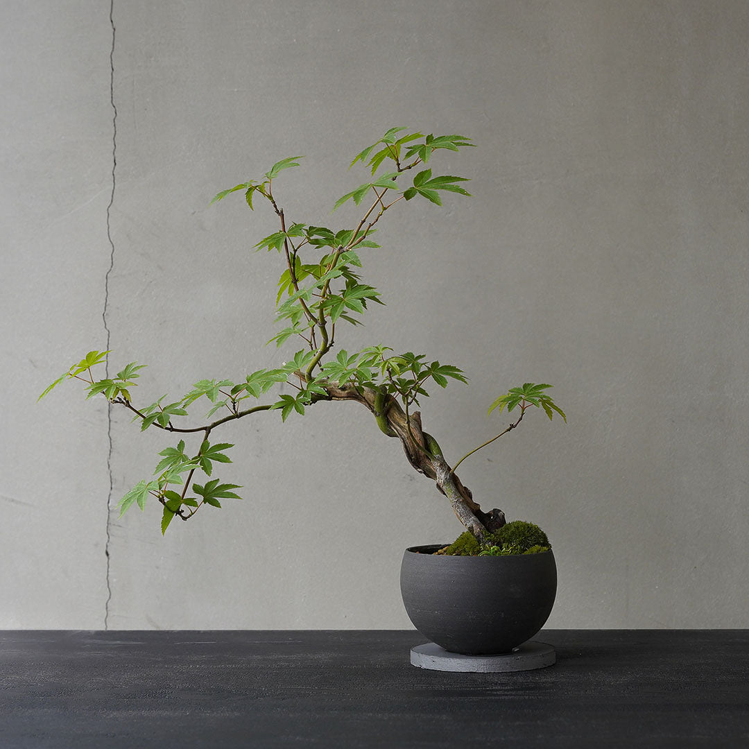 ●23-SJ49 黒豆鉢 LL ヤマモミジ 古木