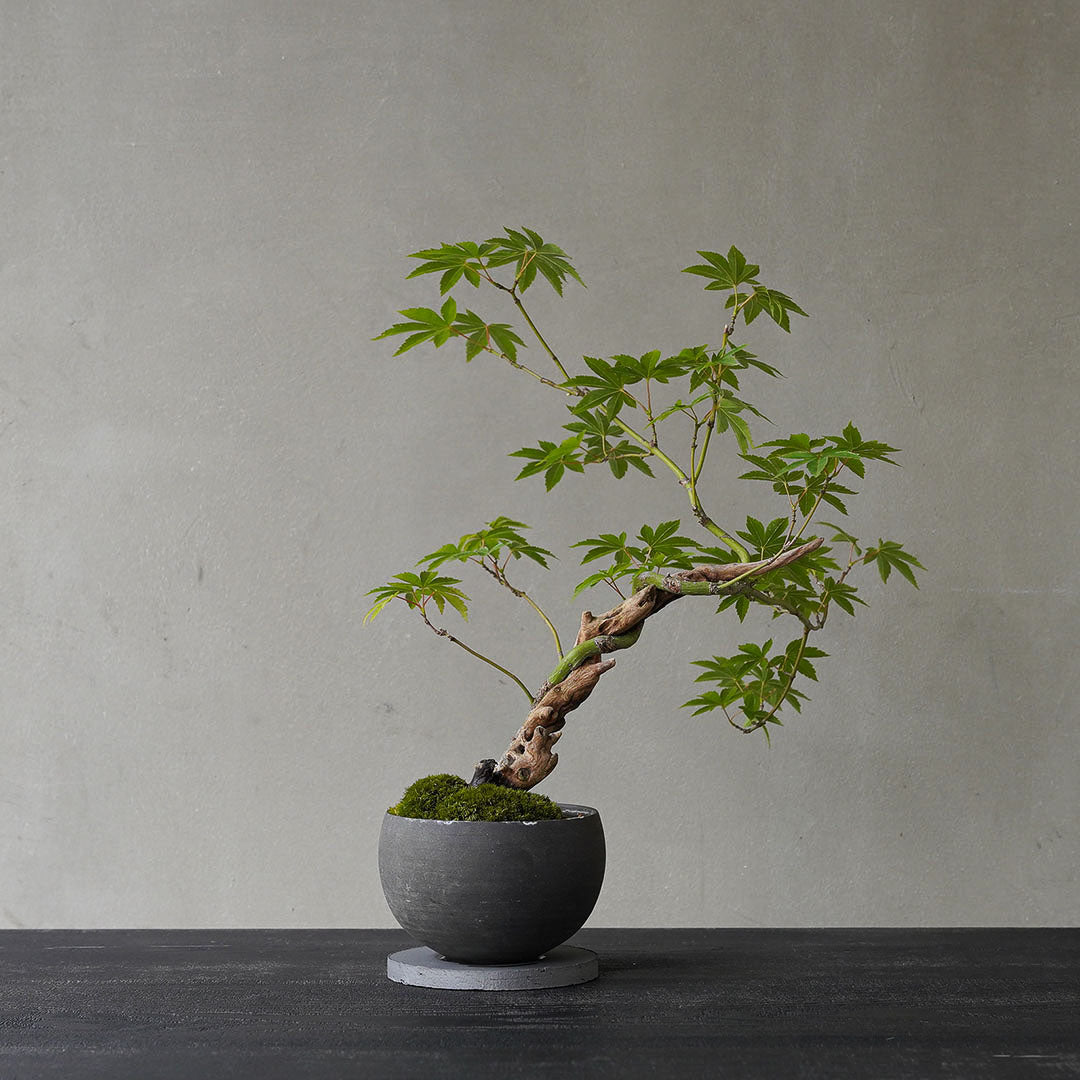 ●23-SJ49 黒豆鉢 LL ヤマモミジ 古木