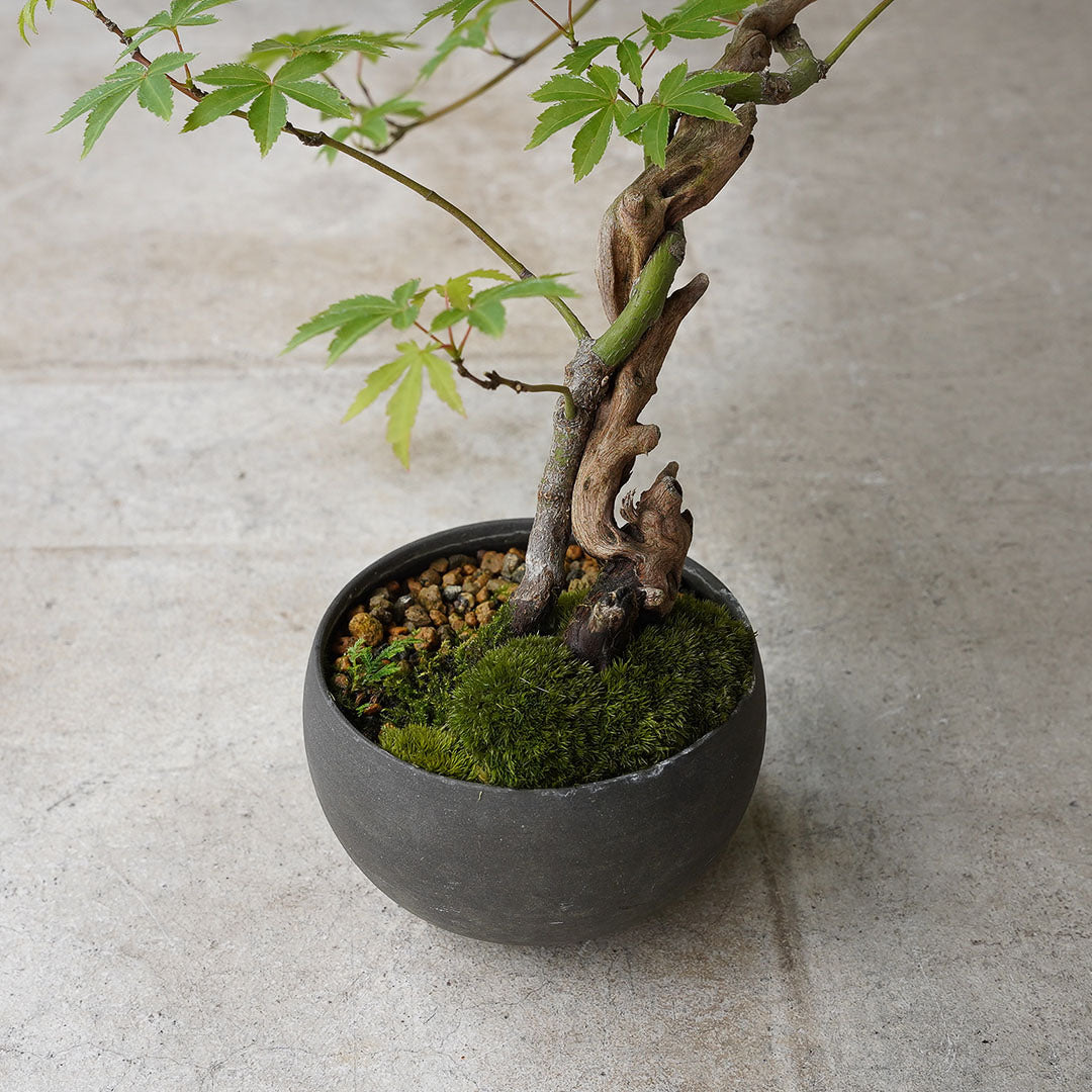 ●23-SJ49 黒豆鉢 LL ヤマモミジ 古木