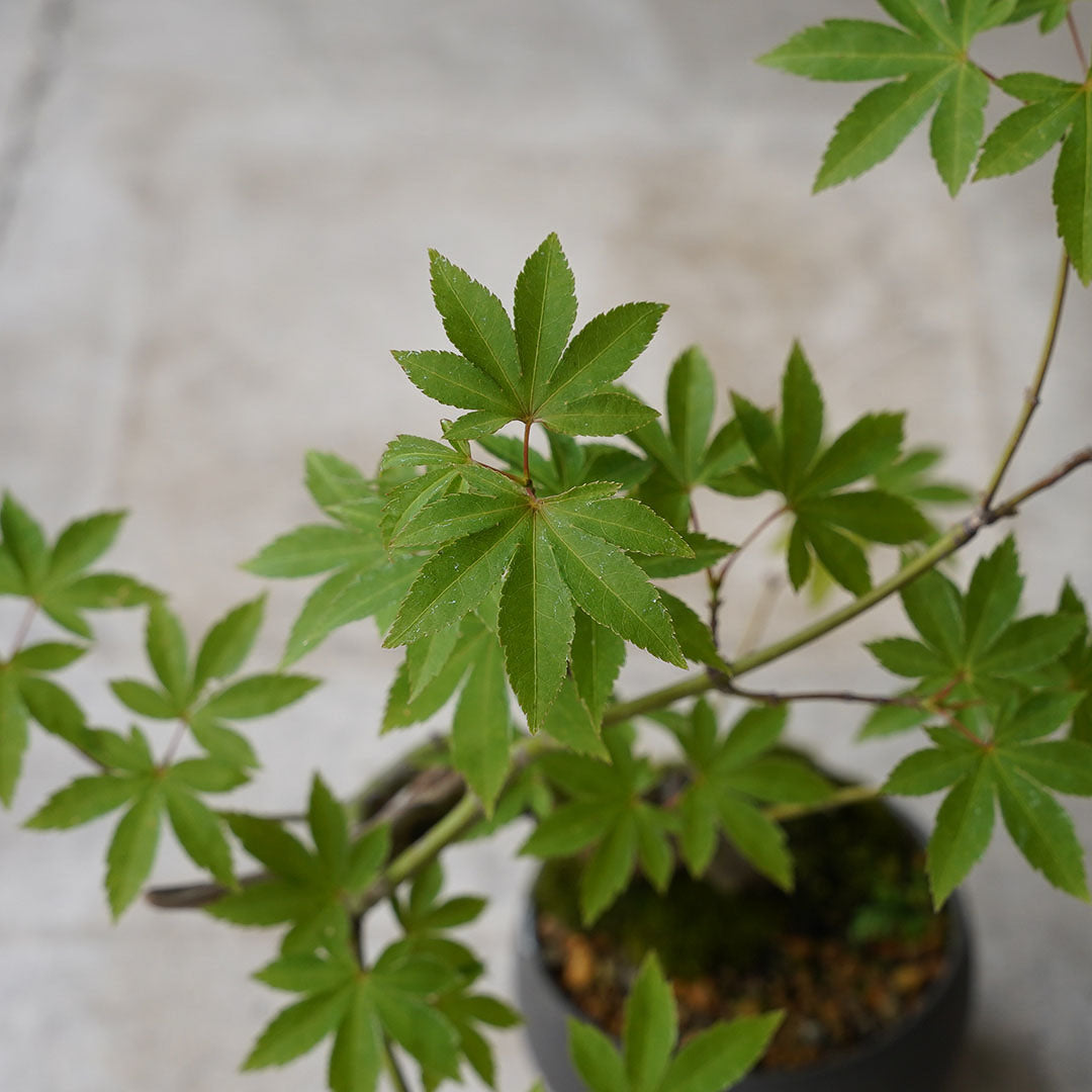 ●23-SJ49 黒豆鉢 LL ヤマモミジ 古木