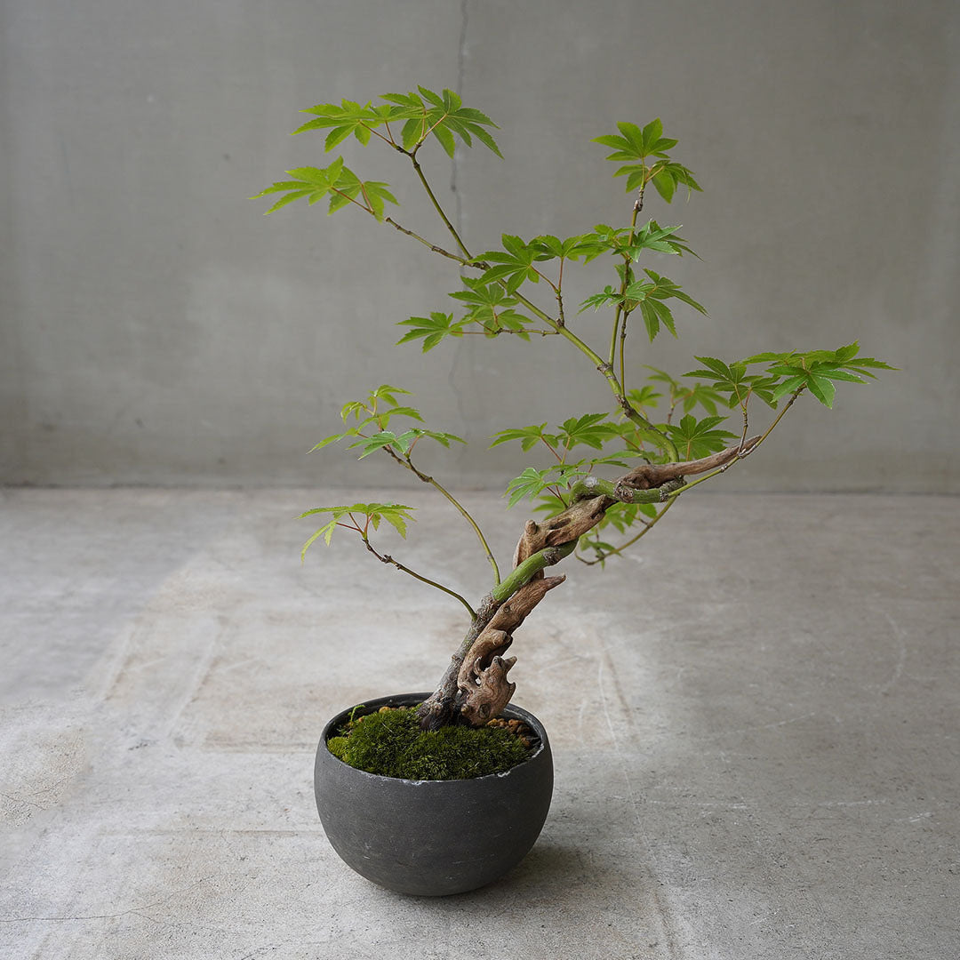 ●23-SJ49 黒豆鉢 LL ヤマモミジ 古木