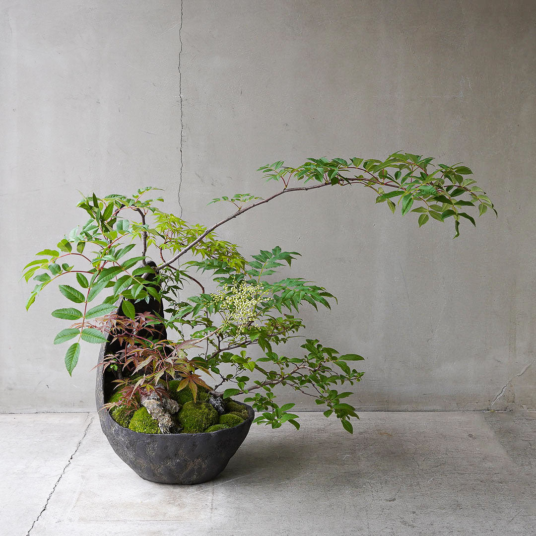 ●23-SJ5 鞍馬鉢 月大 ナナカマド 庭ナナカマド 桂もみじ 京の舞 ヤマモミジ