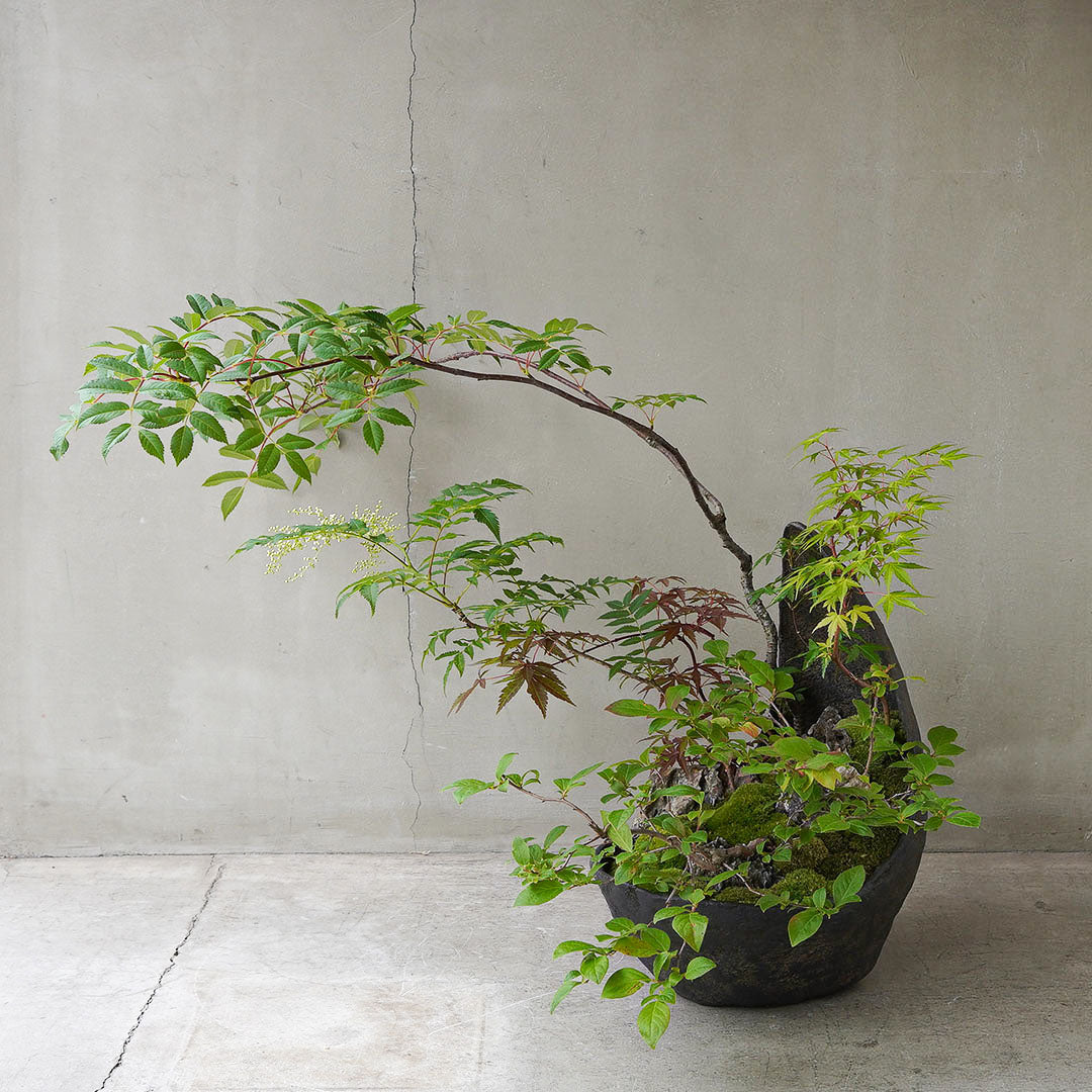 ●23-SJ5 鞍馬鉢 月大 ナナカマド 庭ナナカマド 桂もみじ 京の舞 ヤマモミジ