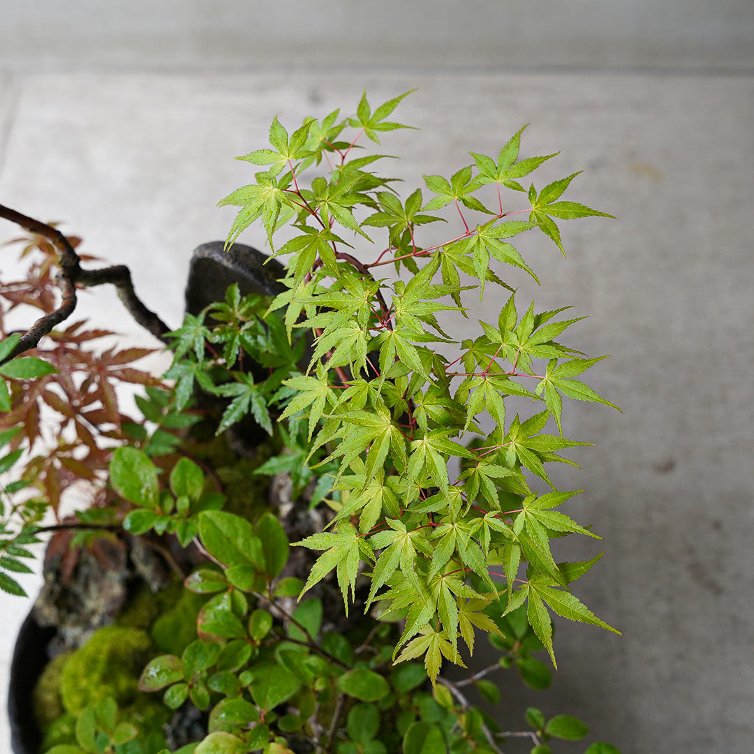 ●23-SJ5 鞍馬鉢 月大 ナナカマド 庭ナナカマド 桂もみじ 京の舞 ヤマモミジ