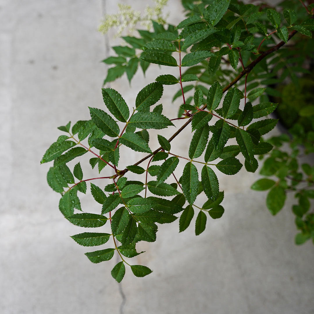 ●23-SJ5 鞍馬鉢 月大 ナナカマド 庭ナナカマド 桂もみじ 京の舞 ヤマモミジ