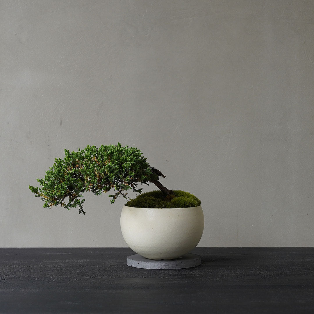 ●23-SJ51 白豆鉢 LL ヒメソナレ