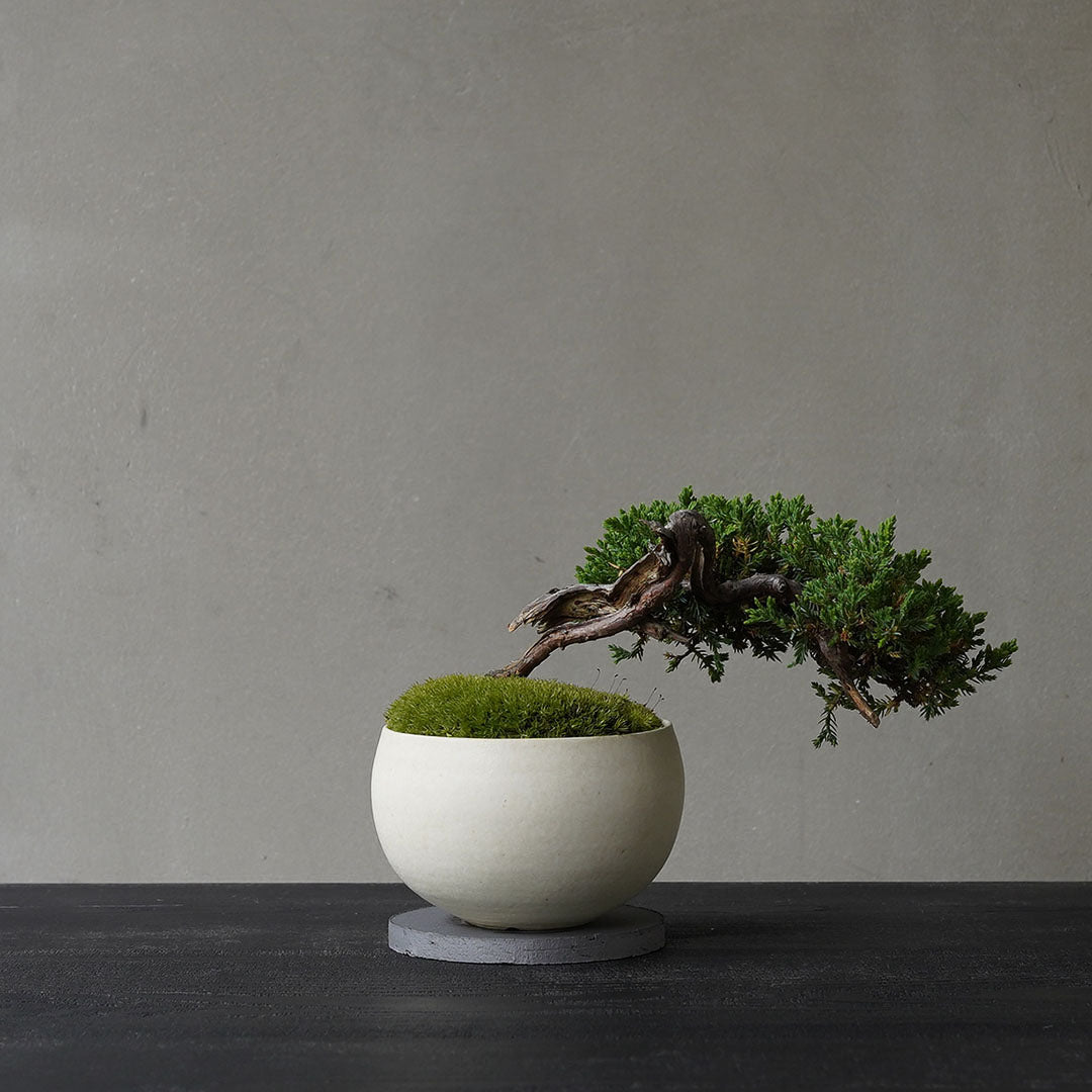 ●23-SJ51 白豆鉢 LL ヒメソナレ