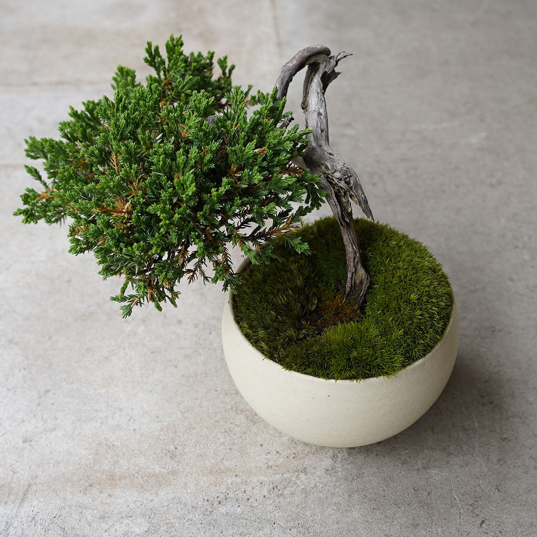 ●23-SJ51 白豆鉢 LL ヒメソナレ