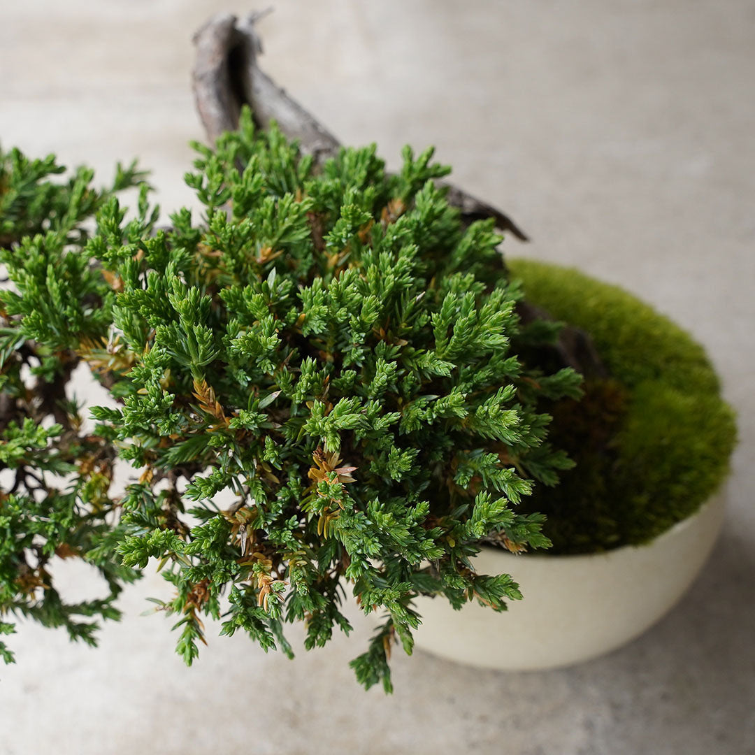 ●23-SJ51 白豆鉢 LL ヒメソナレ