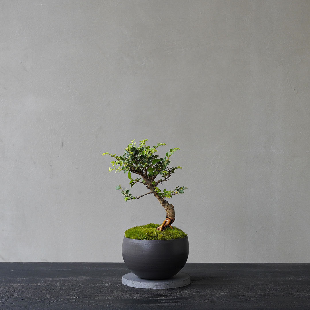 ●23-SJ58 黒豆鉢 L キンメニレケヤキ