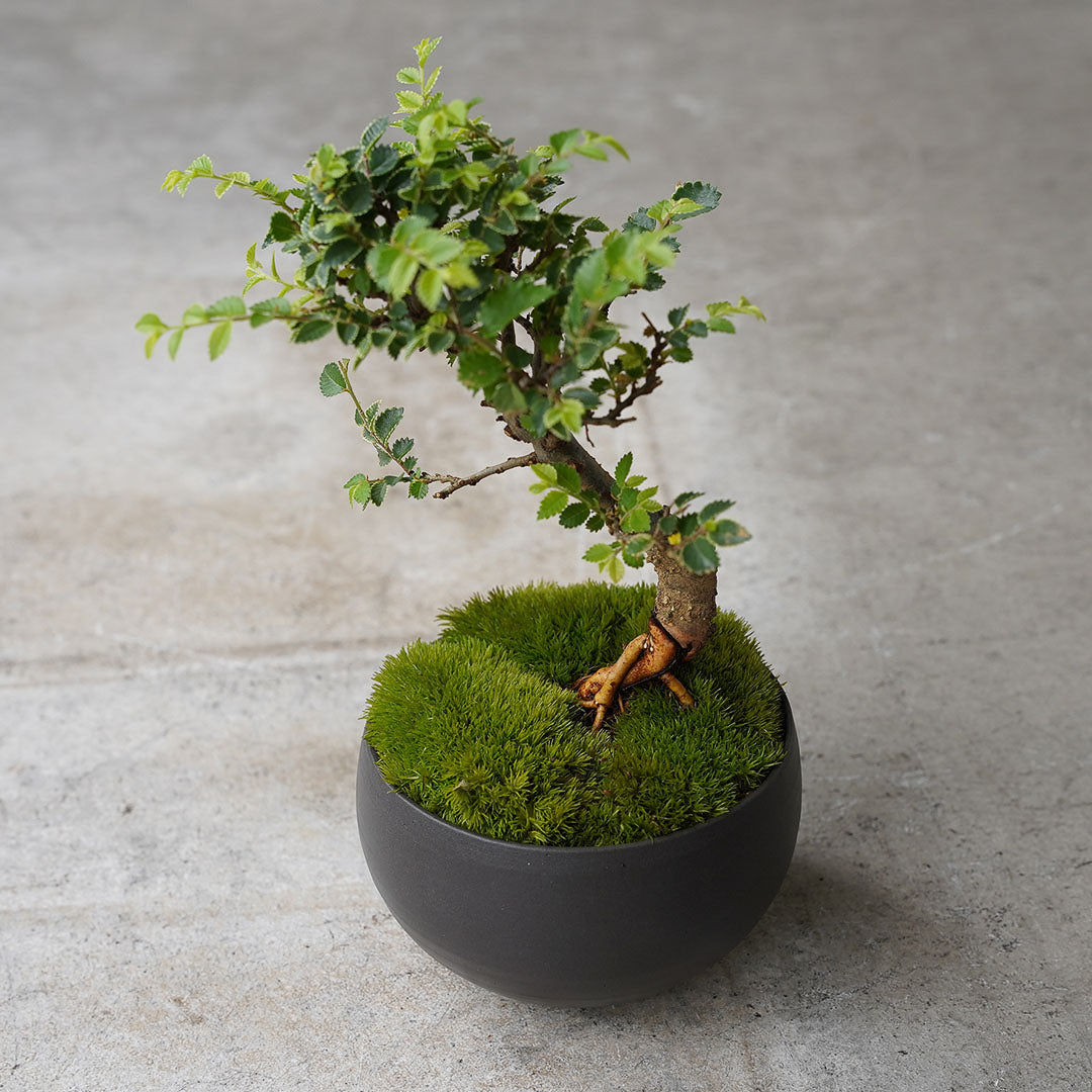 ●23-SJ58 黒豆鉢 L キンメニレケヤキ