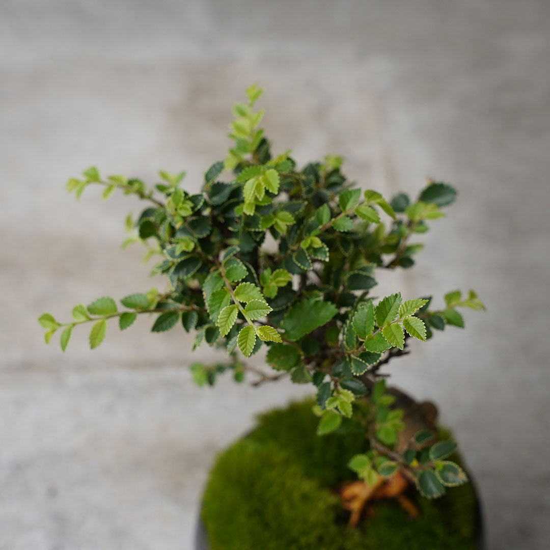 ●23-SJ58 黒豆鉢 L キンメニレケヤキ