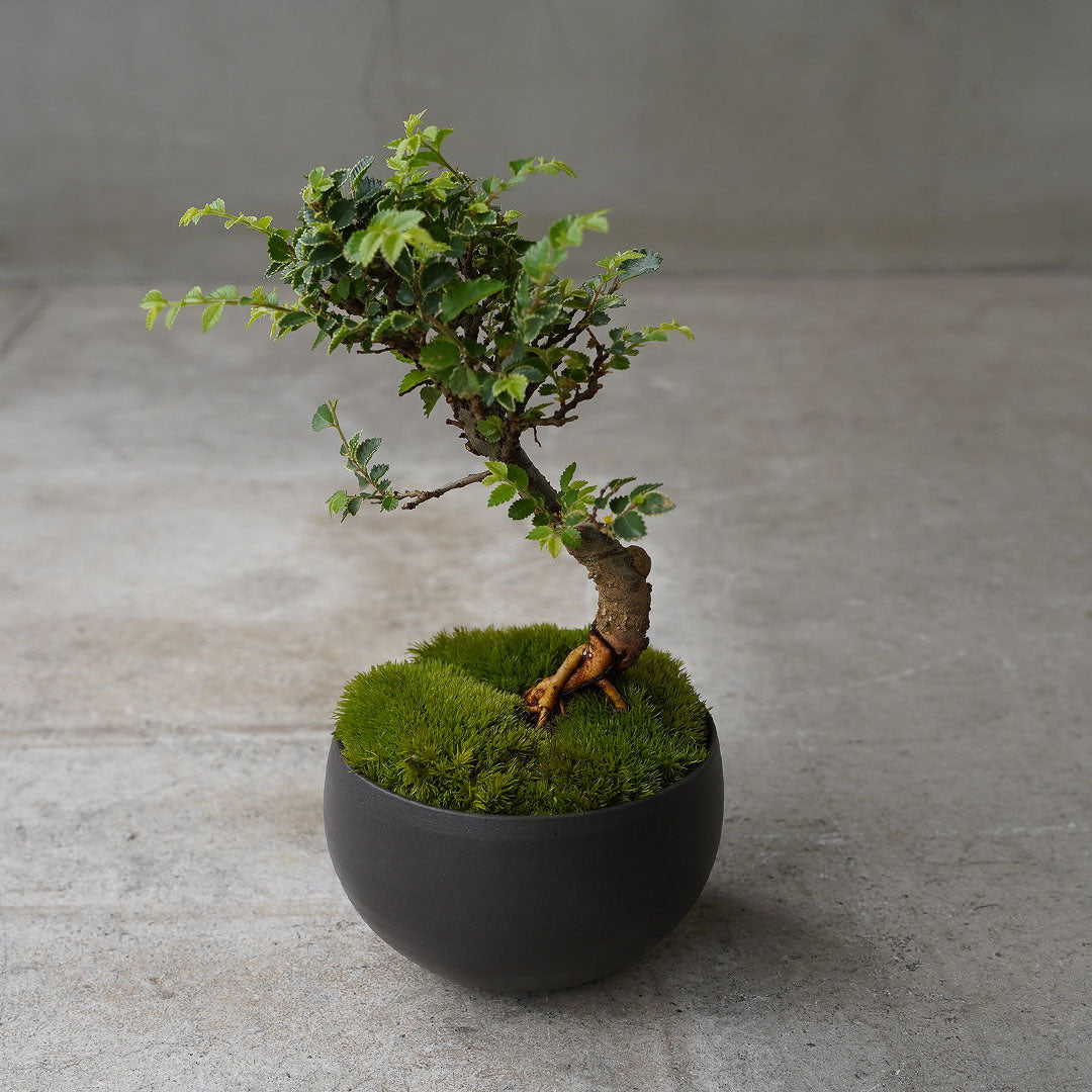 ●23-SJ58 黒豆鉢 L キンメニレケヤキ