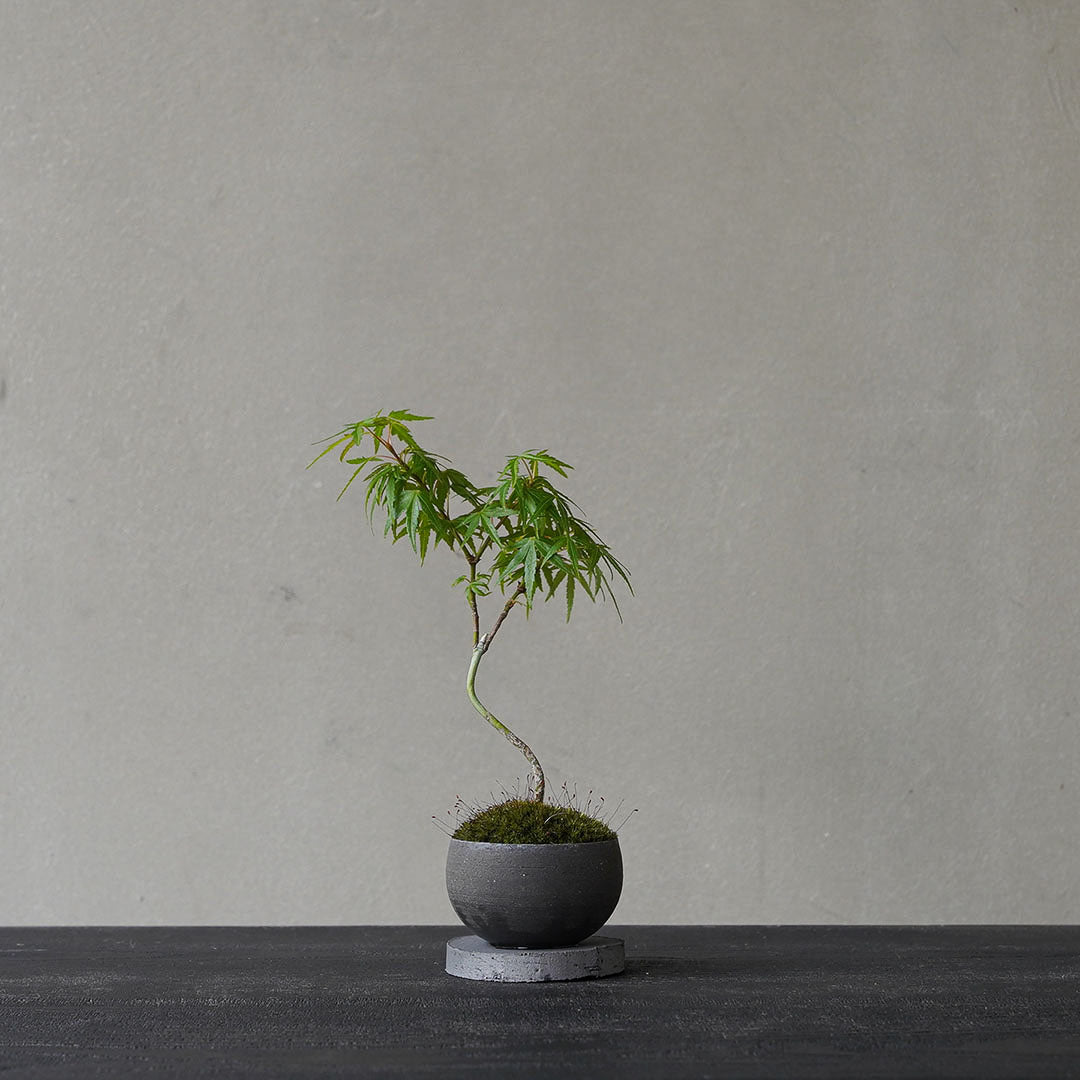 ●23-SJ63 黒豆鉢 S 長良川モミジ