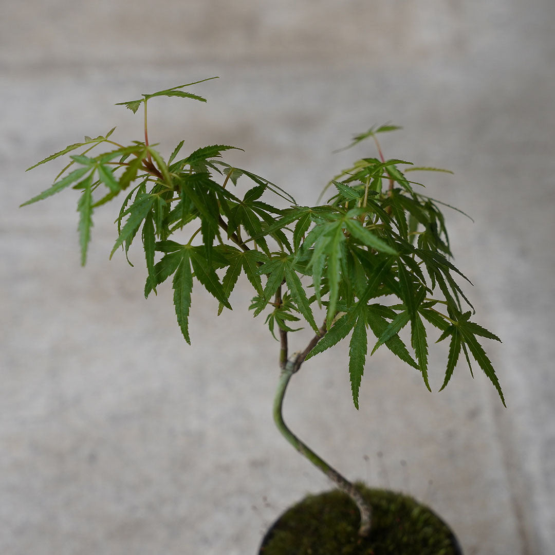 ●23-SJ63 黒豆鉢 S 長良川モミジ