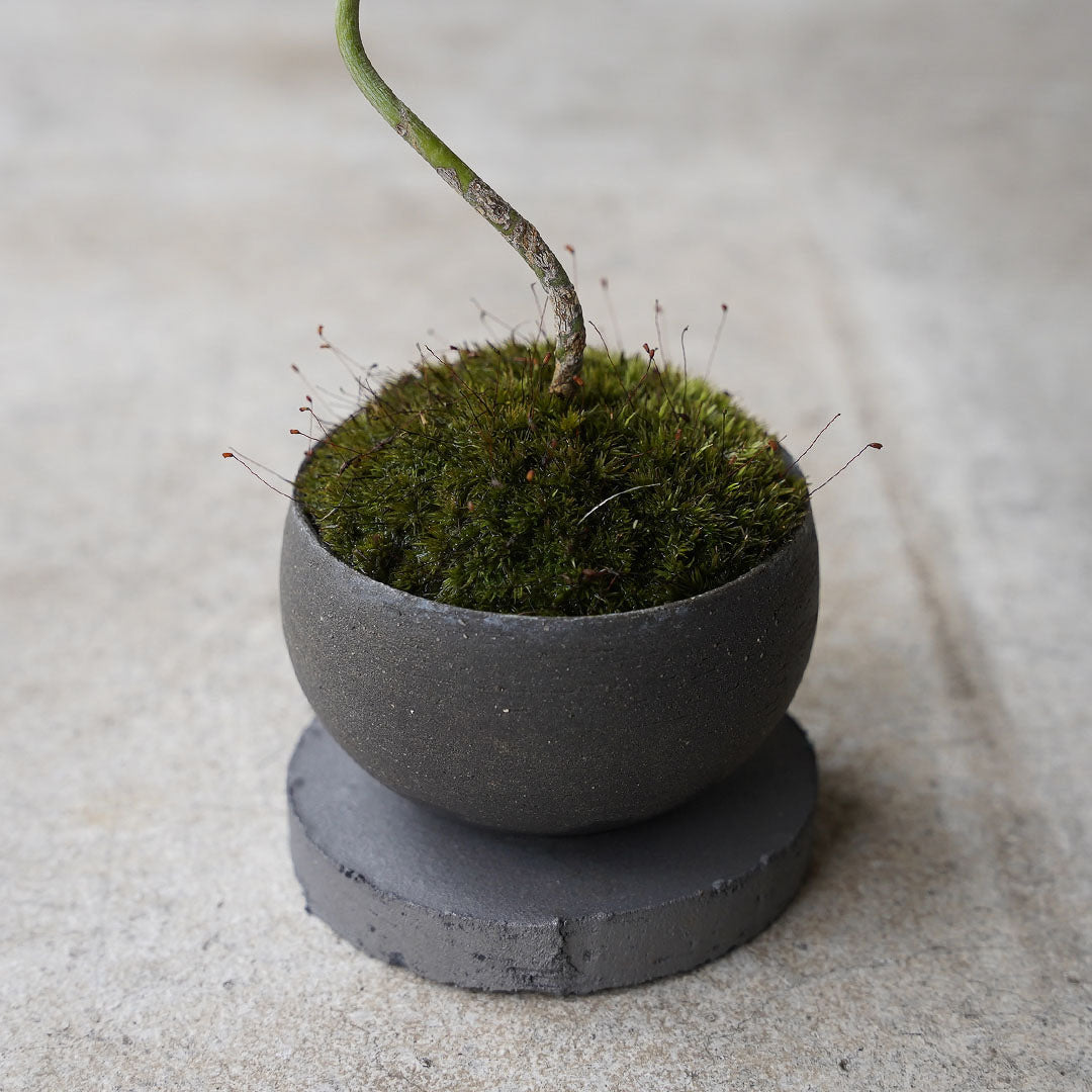 ●23-SJ63 黒豆鉢 S 長良川モミジ