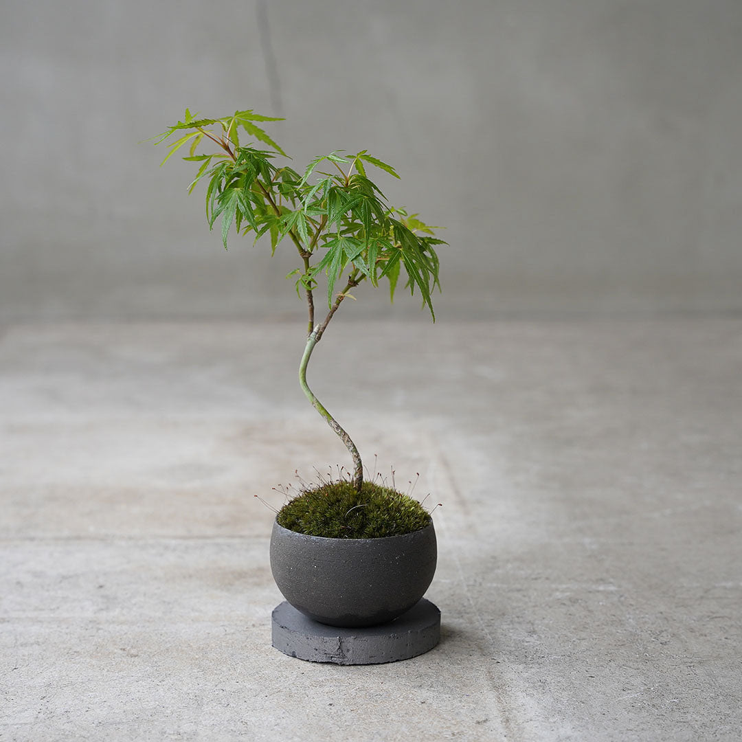 ●23-SJ63 黒豆鉢 S 長良川モミジ