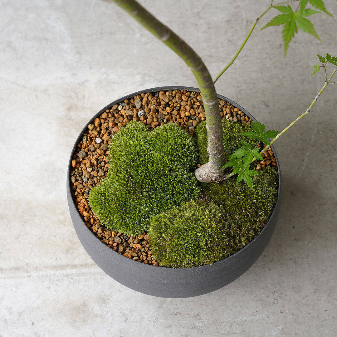 ●23-SJ69 黒丸鉢 LL ヤマモミジ