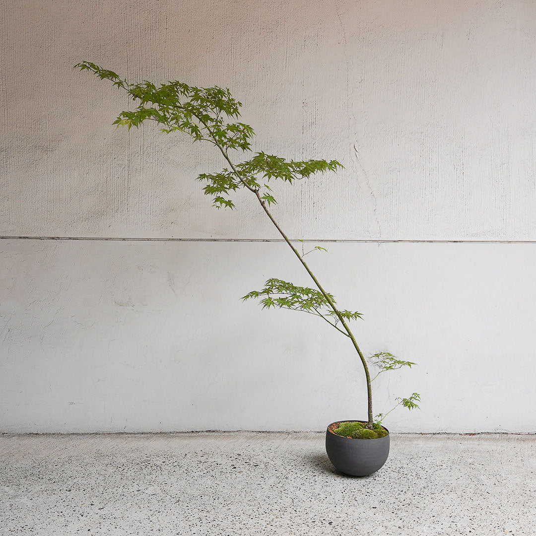 ●23-SJ69 黒丸鉢 LL ヤマモミジ