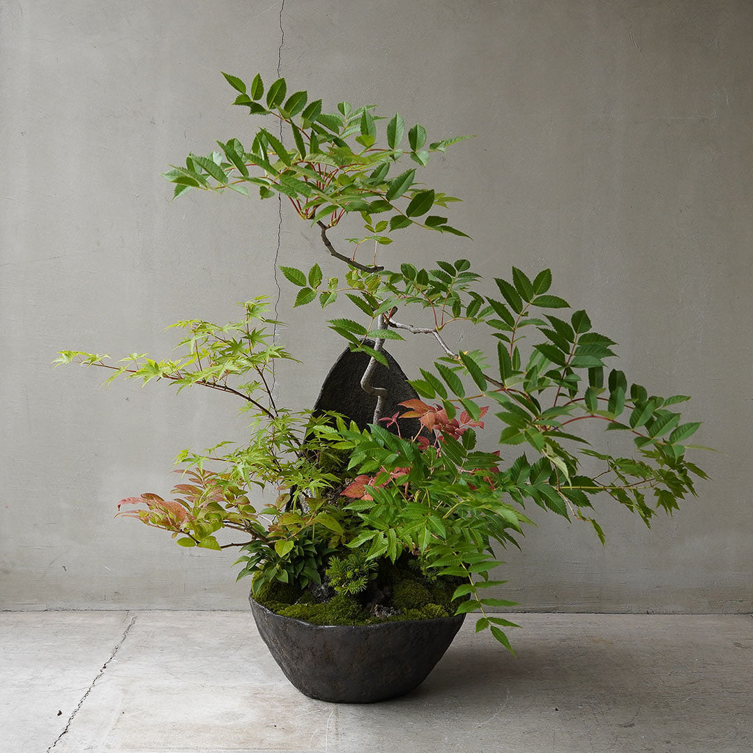 ●23-SJ72 鞍馬月鉢 モミジ ナナカマド ナツハゼ ウスノキ 八房エゾマツ ヒメギボウシ タンナチダケサシ 雲南ショーマ