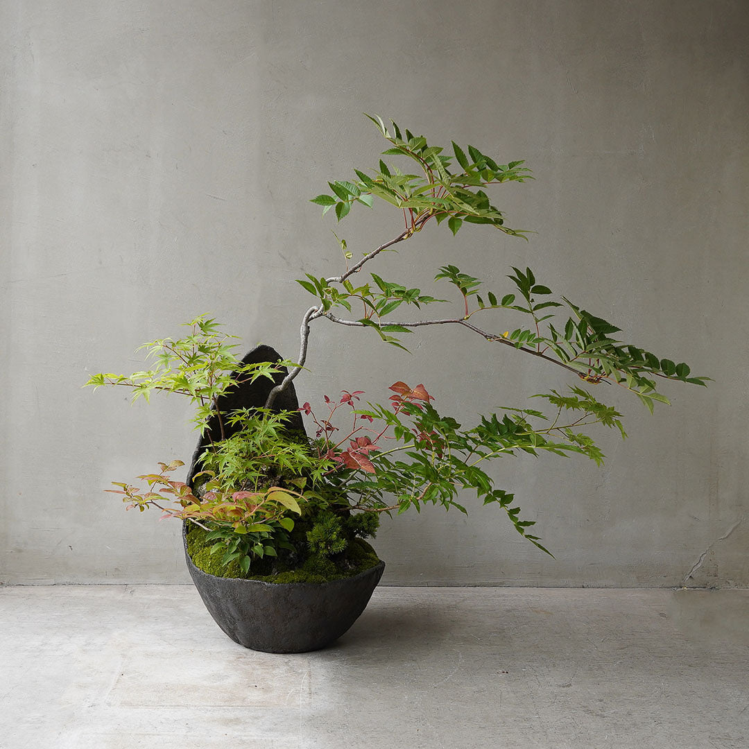 ●23-SJ72 鞍馬月鉢 モミジ ナナカマド ナツハゼ ウスノキ 八房エゾマツ ヒメギボウシ タンナチダケサシ 雲南ショーマ