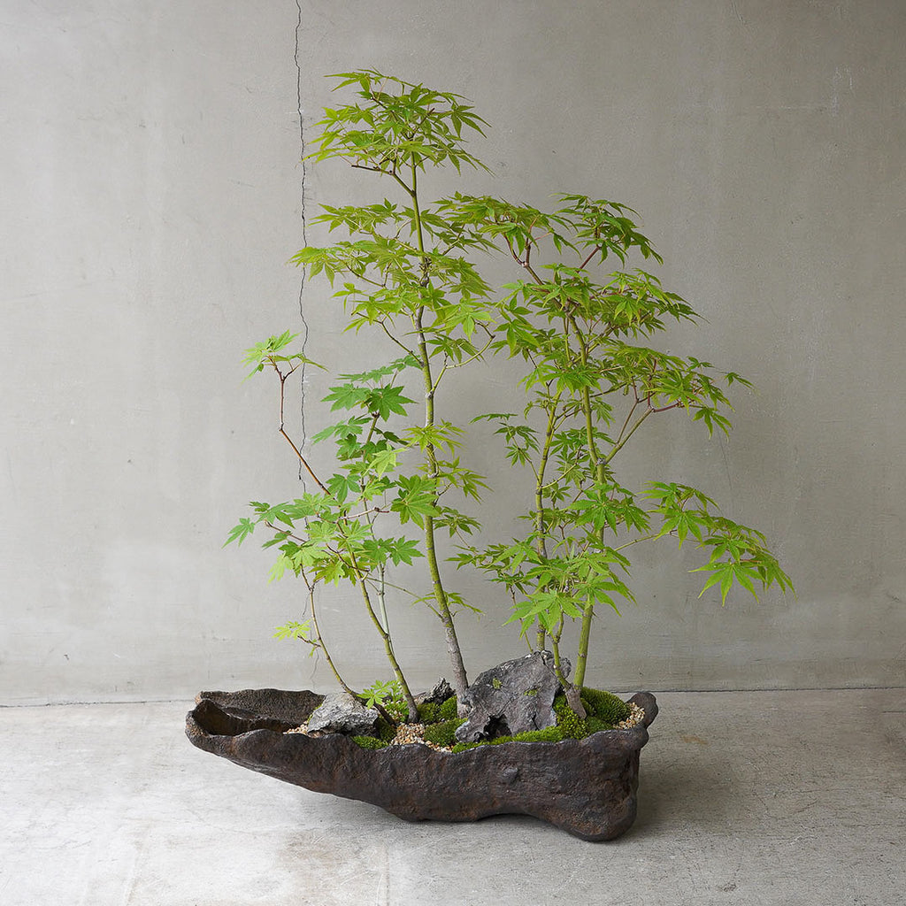 73-3_2_1024x.jpg?v=1751940085