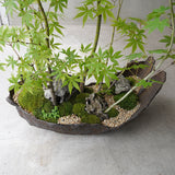 ●23-SJ73 鞍馬鉢 船型 イロハモミジ寄せ植え 石付き
