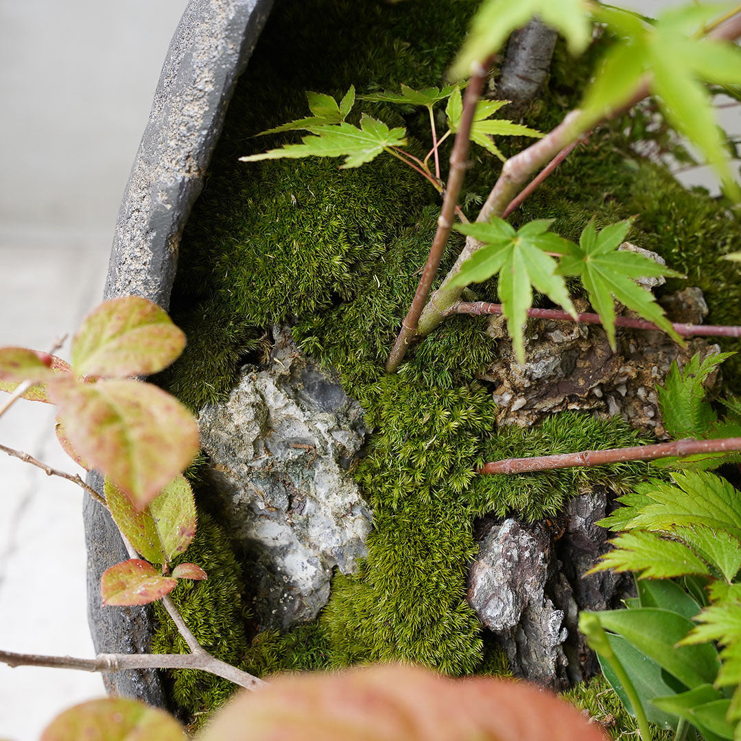 ●23-SJ72 鞍馬月鉢 モミジ ナナカマド ナツハゼ ウスノキ 八房エゾマツ ヒメギボウシ タンナチダケサシ 雲南ショーマ