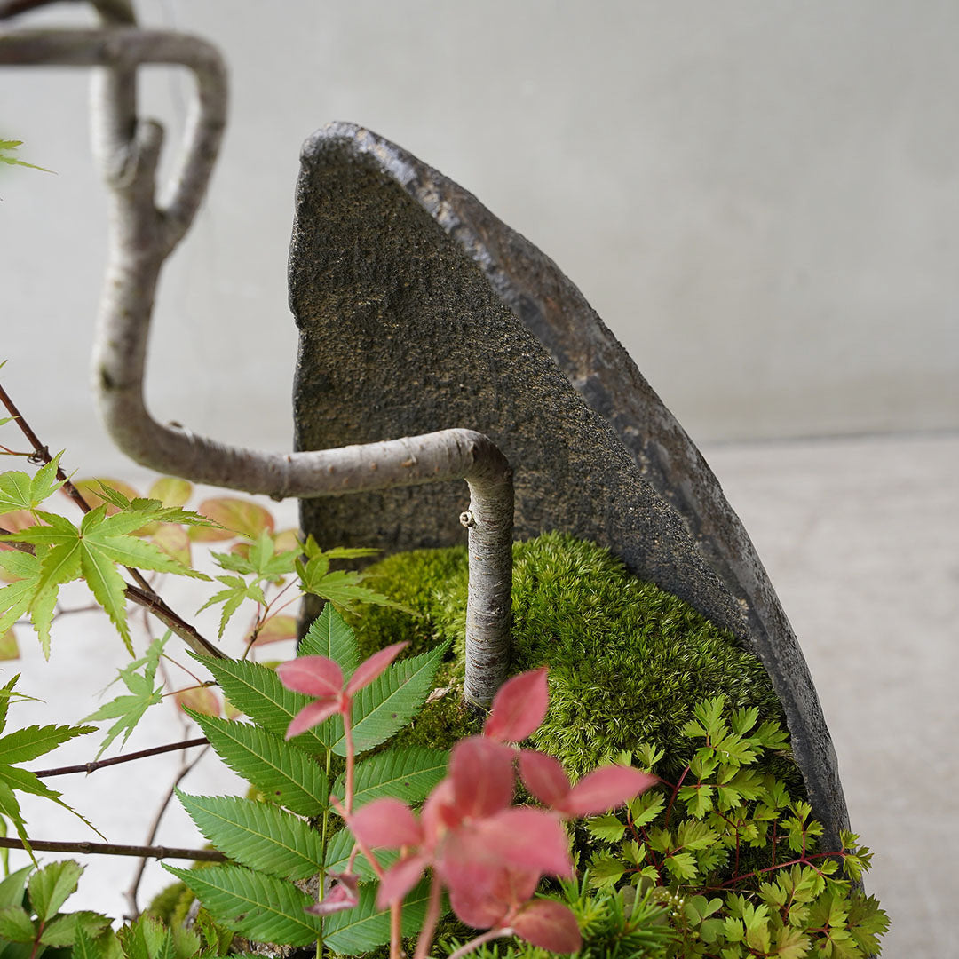 ●23-SJ72 鞍馬月鉢 モミジ ナナカマド ナツハゼ ウスノキ 八房エゾマツ ヒメギボウシ タンナチダケサシ 雲南ショーマ