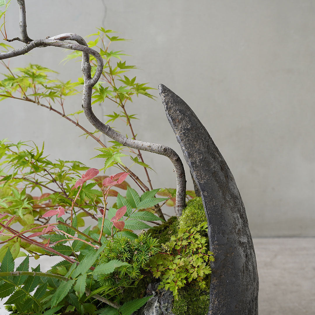 ●23-SJ72 鞍馬月鉢 モミジ ナナカマド ナツハゼ ウスノキ 八房エゾマツ ヒメギボウシ タンナチダケサシ 雲南ショーマ