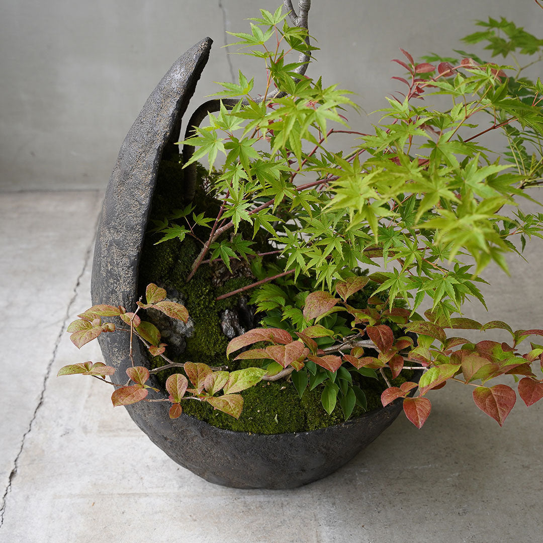 ●23-SJ72 鞍馬月鉢 モミジ ナナカマド ナツハゼ ウスノキ 八房エゾマツ ヒメギボウシ タンナチダケサシ 雲南ショーマ