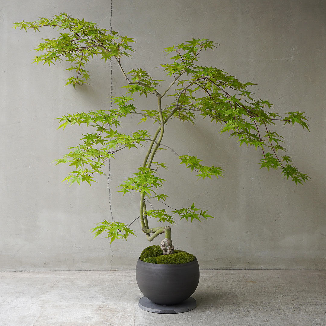 ●23-SJ75 黒丸鉢 L 竜泉モミジ