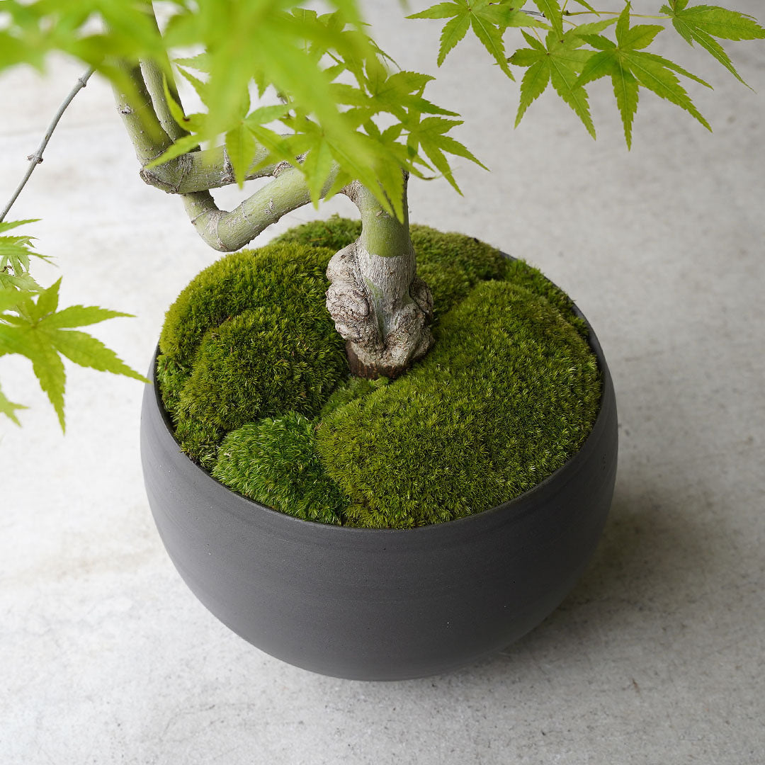 ●23-SJ75 黒丸鉢 L 竜泉モミジ