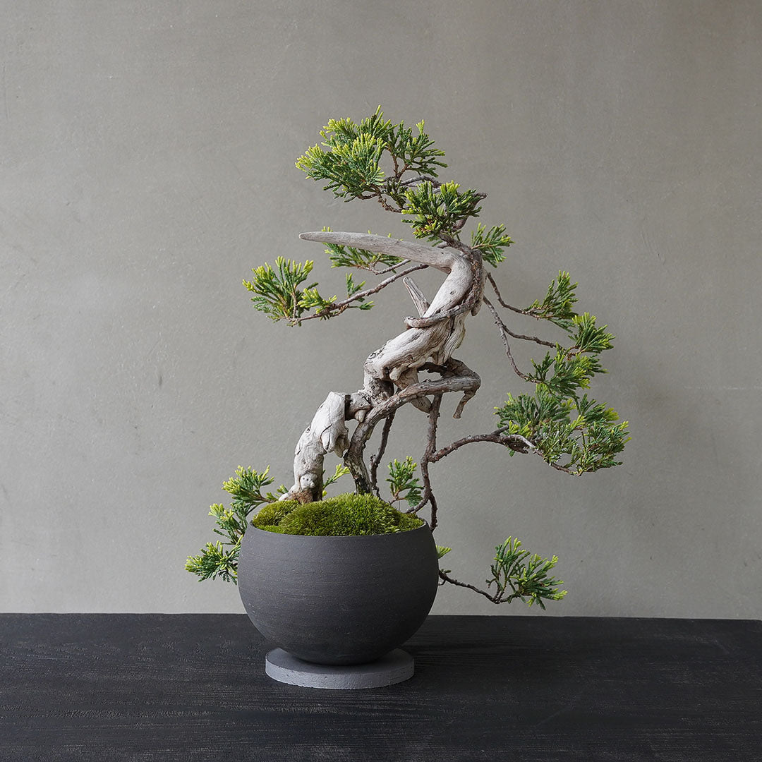 ●23-SJ76 黒丸鉢 M フイリソナレ 古木