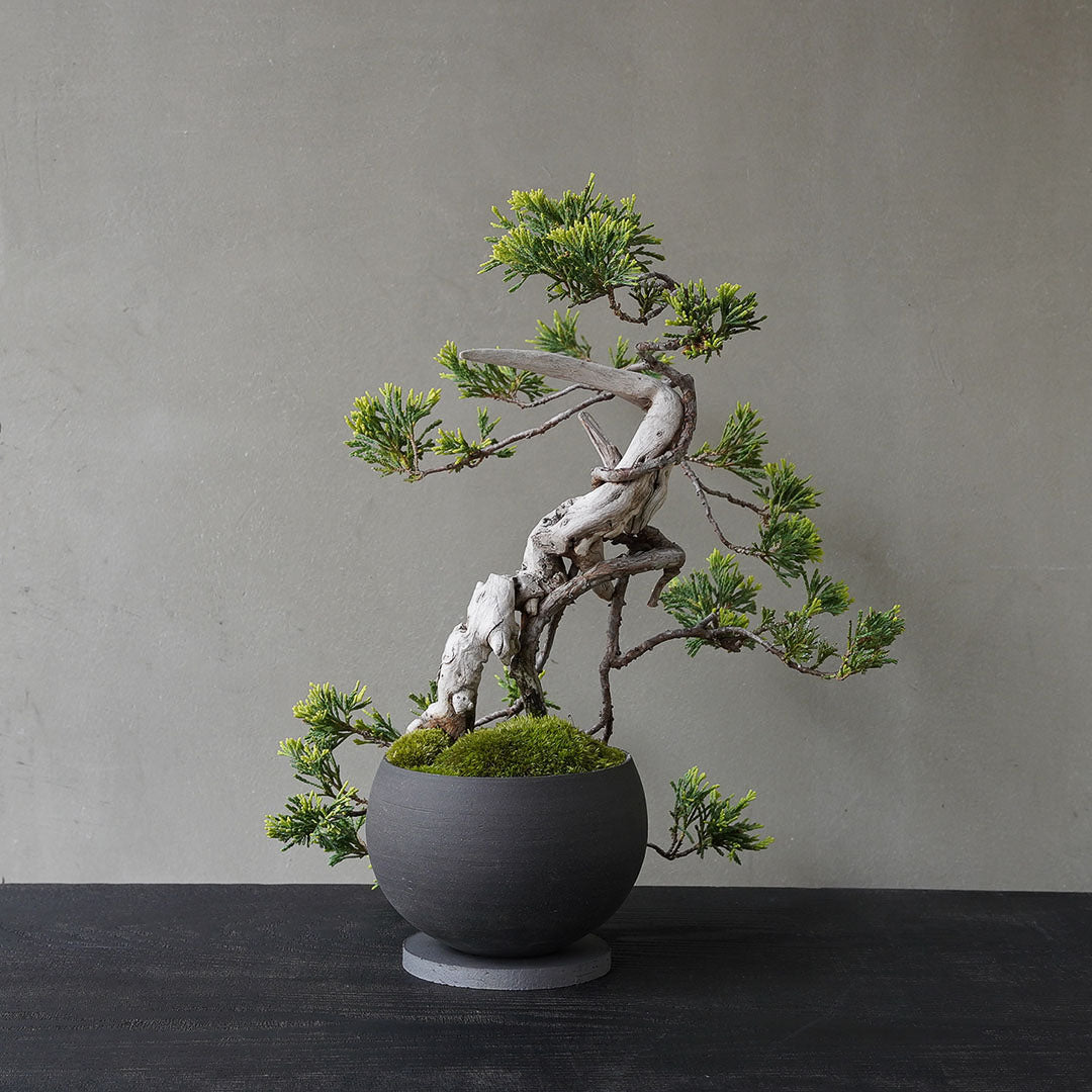 ●23-SJ76 黒丸鉢 M フイリソナレ 古木