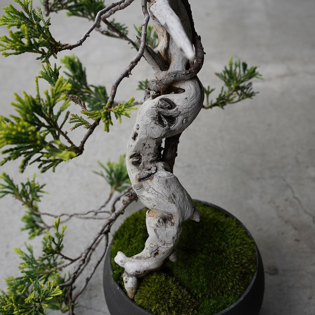 ●23-SJ76 黒丸鉢 M フイリソナレ 古木