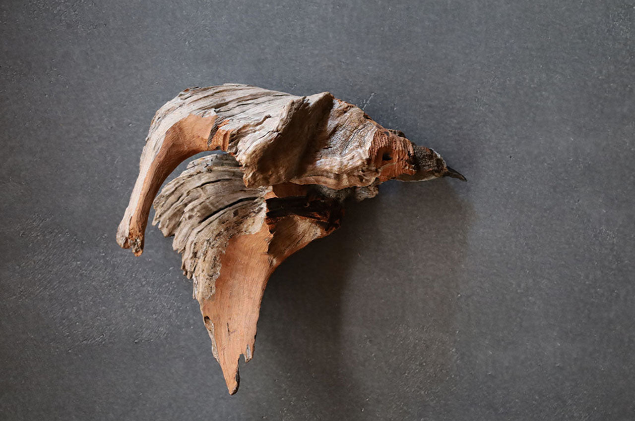 The Remains of a Bird