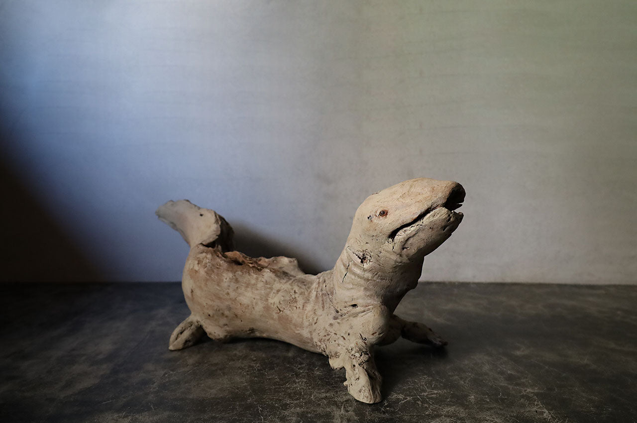 Salamander in Driftwood