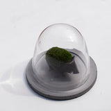 ●22-K13 Hedgehog’s Dome (S) bubble