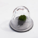 ●22-K12 Hedgehog’s Dome (S) rain